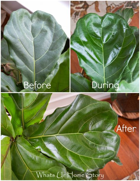 how to care for  fiddle leaf fig tree Fiddle Leaf Fig Care, Fiddle Leaf Tree, Fig Plant, Fiddle Fig, Ficus Lyrata, Fiddle Leaf Fig Tree, Indoor Plant Care, Fig Leaves, Hur Man Målar