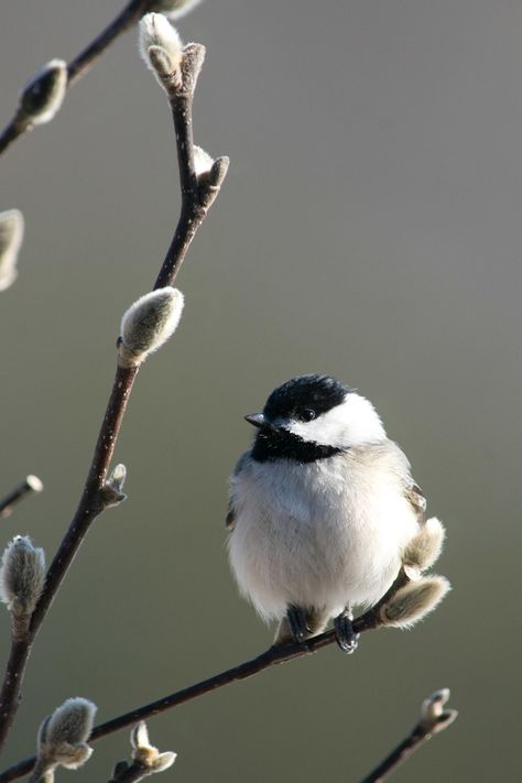 Carolina Chickadee | Audubon Field Guide Carolina Chickadee, Chickadee Art, Nature Birds, Bird Pictures, Arte Animal, Bird Drawings, Pretty Birds, Bird Photo, Field Guide