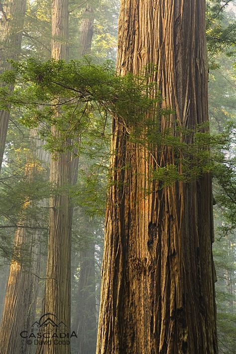 Ocean Kingdom, Sequoia Sempervirens, Coastal Redwood, Big Trees, Sequoia Tree, Redwood Tree, Photography Workshop, Scenery Pictures, Redwood Forest