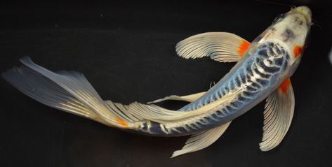 Shusui Koi, Karp Koi, Butterfly Koi, Fish Pond Gardens, Pond Garden, Blue Koi, Pretty Fish, Koi Art, Salt Water Fishing