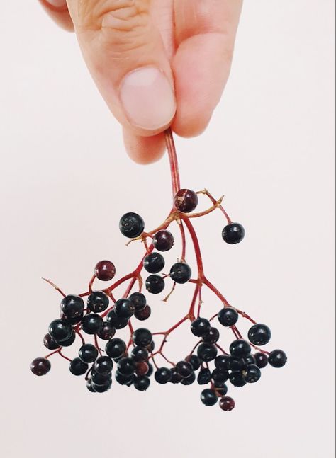 Elderberry Syrup Recipe, Homemade Elderberry, Health Tonic, Foraged Food, Elderberry Syrup, Lemon Rind, Functional Food, Syrup Recipe, Creative Craft