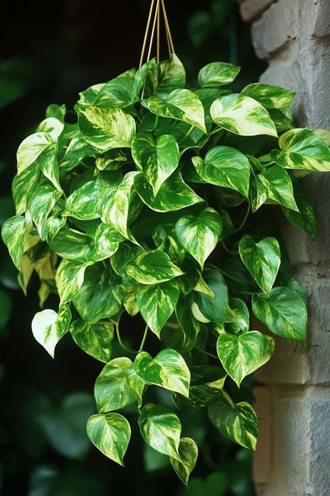 Pothos (Epipremnum aureum) is a versatile and vibrant choice for any indoor space! 🌿🏡 Known for its trailing vines and heart-shaped leaves, this plant is a delightful blend of beauty and ease of care. Quick to grow and bursting with air-purifying benefits, Pothos is perfect for adding a lush, green touch to your home. Embrace the charm and simplicity of this classic houseplant today! 🌱✨ #Pothos #EpipremnumAureum #IndoorPlants #EasyCare #AirPurifying #GreenHome #PlantLover Plants Widget, Vine Plants Indoor, Trailing Plants Indoor, Indoor Plants For Low Light, Pathos Plant, Plants For Low Light, Ivy Plant Indoor, Snake Terrarium, Epipremnum Aureum