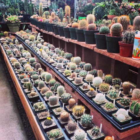 Cactus - Paulino Gardens - Denver, Colorado - 4.27.2014 Cactus Garden Design, Lithops Succulents, Garden Center Displays, Vertical Garden Design, Succulent Garden Diy, Cactus Succulents, Succulent Gardening, Succulents Indoor, Ponds Backyard