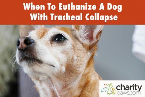 When To Euthanize A Dog With Tracheal Collapse Cardiac Disease, Old Dogs, Physical Activities, Kirby, Small Dogs, A Dog, Dogs, Animals