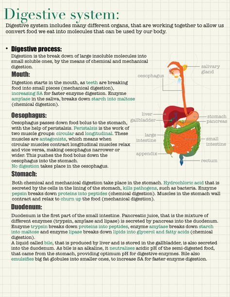 Notes on digestive system📖 ▫️ ▫️ ▫️ #igcse #gcse #igcsebiology #biology #biologynotes #digestivesystem #digestion #medschool #medschoolnotes The Immune System Notes, Gastrointestinal System Notes, Biology Digestive System Notes, Biology Notes Igcse, The Digestive System Notes, Human Digestive System Notes, Digestive System Notes Aesthetic, Human Biology Notes, Digestive System Notes