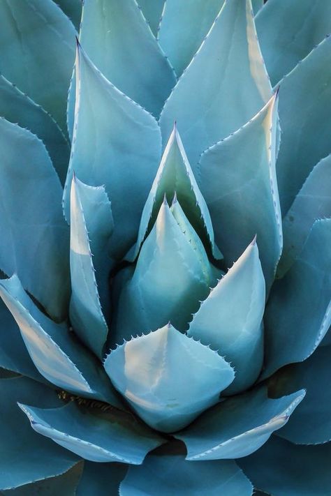 Agave Illustration, Agave Photography, Event Cocktails, Agave Field, Blue Agave Plant, Cactus Dress, Dry Garden, Blue Agave, Mood Indigo