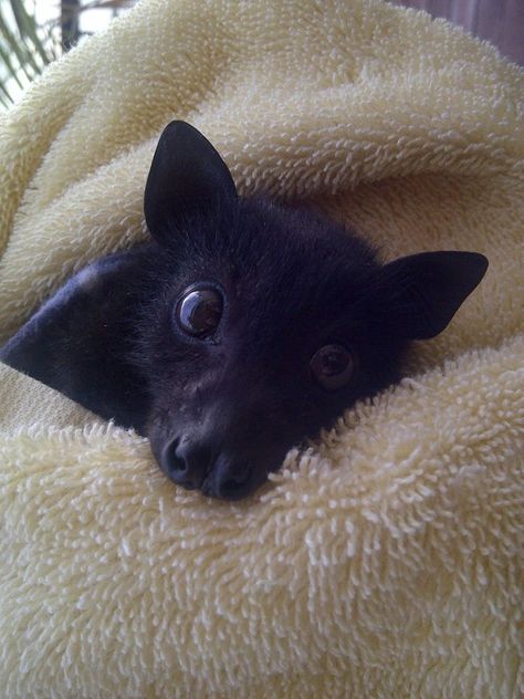 Fox Bat, Fruit Bats, Black Headed, Flying Fox, Fruit Bat, Baby Bats, Cute Bat, Orphan Black, On The Menu