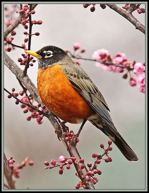 Robin and early blooms - go together | by TT_MAC Animal Spirit Guides, American Robin, Common Birds, Robin Bird, Bird Embroidery, Animal Totems, Backyard Birds, Bird Pictures, Pretty Birds