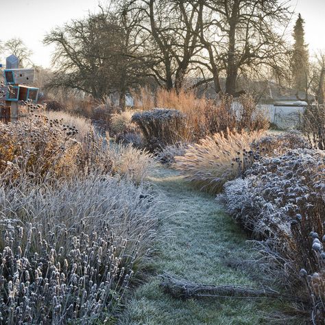 Winter planting inspiration from a magical prairie-meadow garden in Germany — Gardens Illustrated Winter Planting, Rain Garden Design, Orchard Garden, Meadow Garden, Japanese Garden Design, Rain Garden, Courtyard Garden, The Plan, Japanese Garden