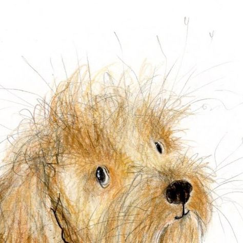 Catherine Rayner on Instagram: "This is Edward. He is tonight’s #catherineraynerdailydrawing . 🤍 The original drawing is available to adopt from my website. CR x  #cockapoo #cockapoos #cockapoo_corner #cockapoosofinstagram #cockapoolife #cockapoolove #cockapoopuppy #dog #dogstagram #dogs #doglover #dogart #doglife #dogdaily" Cockapoo Sketch, Cockapoo Illustration, Catherine Rayner, Watercolor Pencil Art, Cockapoo Puppies, Watercolor Pencil, Daily Drawing, Dog Coats, Pencil Art