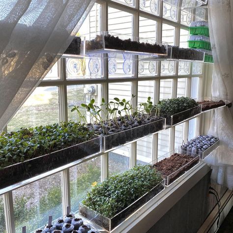 Lisa Catalano | Grow Microgreens and Seed Starts right on your Window. 🌱🌱🌱 No grow lights required! North, East, South or West facing window...all you… | Instagram Indoor Plant Window, Microgreens Growing Indoor, Window Garden Indoor, Kitchen Window Garden, Herb Window, Indoor Microgreens, Microgreens Garden, Greenhouse Window, Windowsill Greenhouse