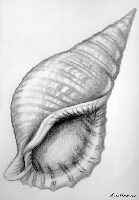 1000+ images about Shell Drawings on Pinterest Conch shells, Nautilus Observational Drawing Ideas, Sea Shells Ideas, Shell Drawings, Drawing Ideas Nature, Shading Ideas, Shells Ideas, Creative Template Design, Shell Drawing, Observational Drawing