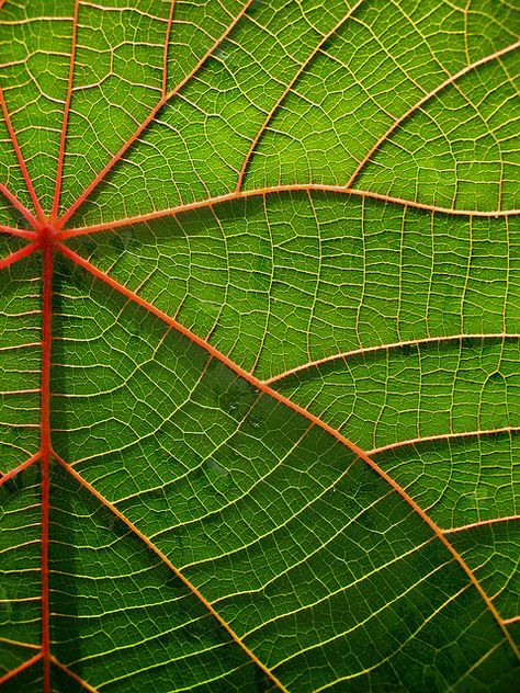 ~~ macaranga ~~ Macro Fotografie, Theme Nature, Texture Photography, Abstract Photography, Natural Forms, Surface Textures, Patterns In Nature, Green Leaf, Color Textures