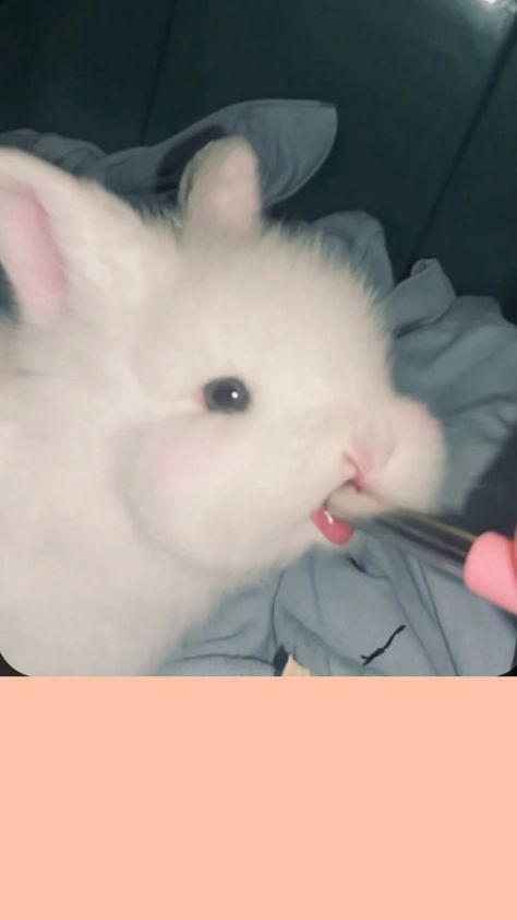 Bunny Tongue, Cute Creatures