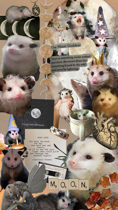 #possumwallpaper #possum #possums #moonaesthetic #moon Cute Possum Wallpaper, Possum Background, Possum Poster, Possum Pfp, Possum Wallpaper, Opossum Wallpaper, Possum Fursona, Boujee Wallpaper, Opossum And Raccoon