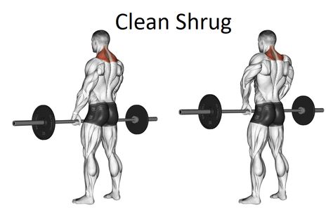 Clean shrug is an encapsulation movement which combines the clean with barbell shrug. The exercise is mostly used to strengthen the traps’ muscles. The traps react well to vigorous exercises, making the clean shrug an ideal alternative for those who want to construct traps that are thicker. Instruction for Clean Shrug Additional Information Alternates for […] Spartan Life, Get Taller, Olympic Lifting, Muscles, Memes