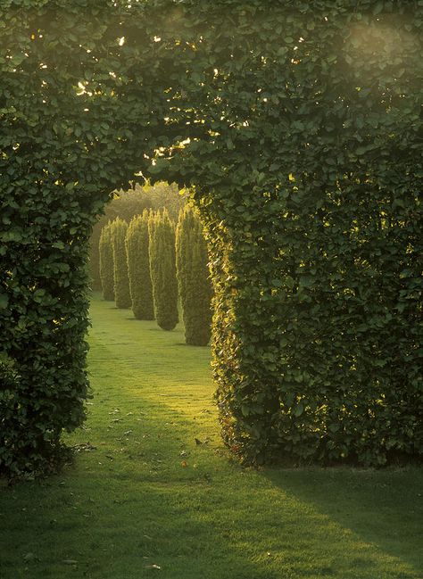 Yew Hedge, Beech Hedge, Fagus Sylvatica, Editorial Photos, Pond Water Features, Small Courtyards, Garden Photos, Hedges, Water Features