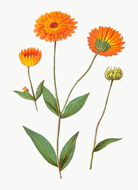 Vintage marigold flower illustration | free image by rawpixel.com Marigold Garden, Red Lily Flower, Collage Party, Artichoke Flower, Botany Art, Printable Flower, Art Print Collection, Marigold Flower, Wedding Jacket