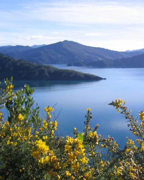 Snout Track | Marlborough, New Zealand Marlborough New Zealand, Enchanting Places, Marlborough Sounds, Picnic Spot, Queen Charlotte, Perfect Picnic, Track Car, Travel Website, Casablanca