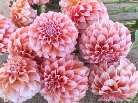 Peaches n cream dahlia Peach Dahlia Bouquet, Coralie Dahlia, Peaches N Cream Dahlias, Peaches And Cream Dahlia, Cream Dahlia, Dahlia Farm, Dahlia Pink Pearl, Cassie Wedding, Indoor Grow Lights