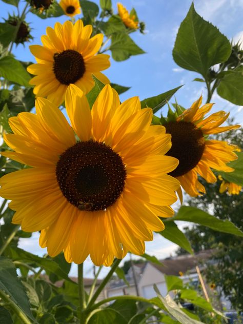 #flowers #sunflower #aesthetic Sunflowers Aesthetic, Sunflower Aesthetic, Random Photography, Planting Sunflowers, Potter Quotes, Family Logo, Sunflower Photo, Sun Flowers, Sunflower Wallpaper