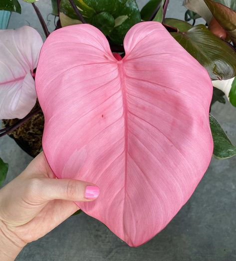 rachel thomson on Instagram: “All pink leaf on a Pink Princess Philodendron at @excelsagardens !” Plants With Pink Flowers, Plant Party, Plant Goals, Inside Plants, Pink Plant, Plant Tags, Variegated Plants, Pink Leaves, Colorful Plants