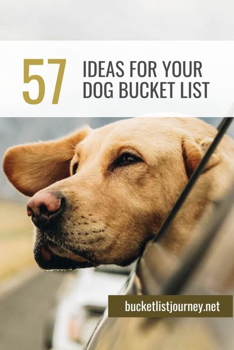 These dog friendly fun things to do are the best activities and ideas for your dog bucket list. Days out with him will make you both happy! Happy Activities, Do With Your Best Friend, Dog Bucket List, Life List, Beach Trips, Indoor Games, Done With You, Unforgettable Memories, Days Out