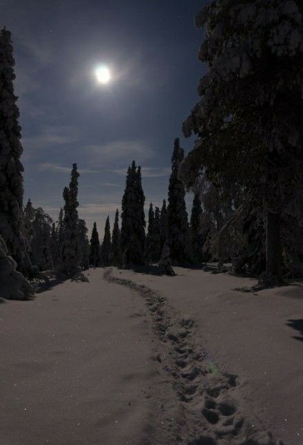 Beautiful Winter Pictures, Snow Night, Polar Night, Lapland Finland, Misty Forest, Good Night Moon, Winter Photos, Winter Love, Winter Wallpaper