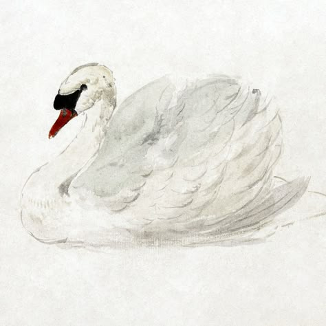 Mute swan (ca. 1720–1792) drawing in high resolution by Aert Schouman. Original from The Rijksmuseum. Digitally enhanced by rawpixel. | free image by rawpixel.com / Rijksmuseum (Source) Swan Drawing, Swan Vintage, Swan Wall Art, Swan Painting, Vintage Swan, Bathroom Wall Decor Art, Mute Swan, Swans Art, Swan Print