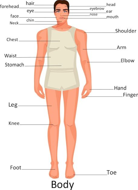 Diagram of human body parts on a man. ed... | Premium Vector #Freepik #vector #body-parts #kids-body #student-cartoon #human-body Body Parts For Kids, Infographic Chart, Body Diagram, Ginger Smoothie, Chart For Kids, Human Body Parts, Educational Infographic, Kids Science, Men's Health Fitness