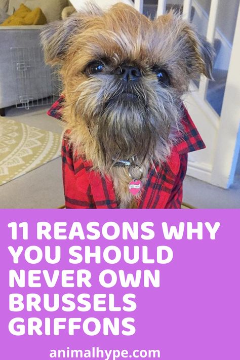 Thinking of adopting a puppy. I warn you not to get Brussels Griffons. Here is why. Brussels Griffons, Brussels Griffon Dog, Brussel Griffon, Brussel Griffon Dogs, Griffin Dog, Affenpinscher Puppy, Brussels Griffin, Teacup Dog Breeds, Brussels Griffon Puppies