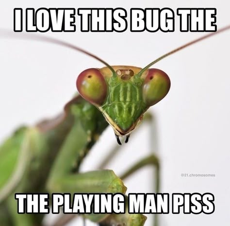 Bug Memes, Animal Memes Funny, Small Creatures, Cool Bugs, Creepy Crawlies, As Humans, Animal Species, Silly Images, Silly Pictures