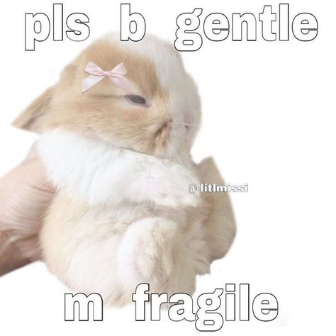 Pet Regression, Pet Spaces, Silly Animals, Cute Memes, Wholesome Memes, 귀여운 동물, Cute Bunny, Pink Bow, Reaction Pictures