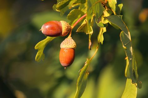 English For Beginners, Acorn And Oak, Sharing Economy, Oak Leaves, Oak Tree, Belleza Natural, Free Pictures, Free Photo, Learn English