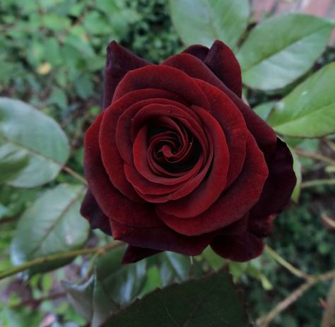 Black Baccara Roses, Black Magic Roses, Indoor Plant Lights, Magic Rose, Soil Conditioner, Rose Plant, Rose Varieties, Rose Seeds, Plant Diseases