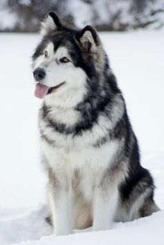 Alaskan Malamute Dog, Husky Puppy Training, Alaskan Dog, Alaska Dog, Malamute Husky, Malamute Dog, Malamute Puppies, Alaskan Husky, Cute Husky