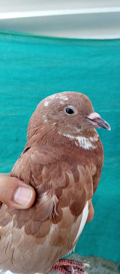 Pigeon Reference, Brown Pigeon, Pigeon, Cowboy, Birds, Animals, Quick Saves