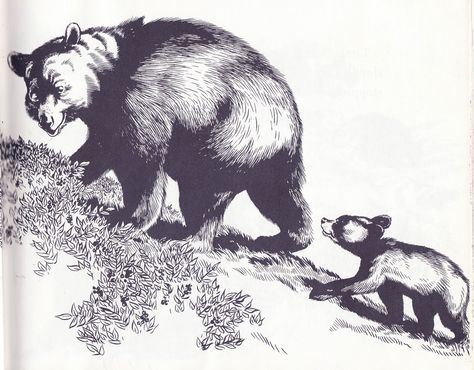 Blueberries For Sal, Robert Mccloskey, Nursery Book, Mother Bears, Animal Study, Picture Books Illustration, Children Books, Children's Literature, Vintage Children's Books