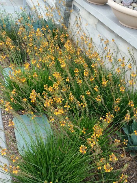 Bulbine Frutescens, Landscape Fence, Wholesale Plants, Aquaponics Fish, Flowering Succulents, Backyard Plants, Drought Tolerant Plants, Flowers Perennials, Landscaping Plants