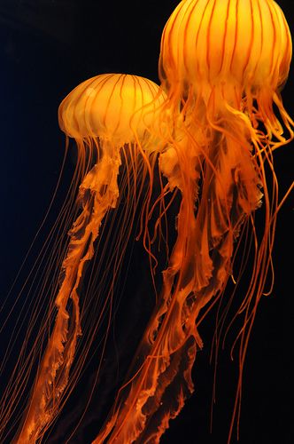 Yellow Jellyfish, Synchronized Swimming, Color Personality, Jaune Orange, Rainbow Aesthetic, Orange You Glad, Orange Aesthetic, Orange Wallpaper, Yellow Aesthetic