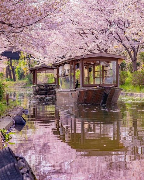 Visit Japan International on Instagram: "Have you ever gone down a river beneath falling cherry blossoms? 🌸⛵🌸 The Jikkokubune boats of Fushimi in Kyoto Prefecture offer a delightful cherry blossom experience. These boats used to bring cargo like sake or rice down the river during the Edo period (17th to mid-19th centuries). Nowadays, you can ride one down the river beneath a canopy of vibrant pinks above and below in the water. What a charming photo, @mikanino_2016! Thanks for sharing! Follow Kyoto Japan Cherry Blossom, Falling Cherry Blossoms, Japan Bucket List, Japan Cherry Blossom, Cherry Blossom Japan, Japan Landscape, Visit Vietnam, Down The River, Islands Of Adventure