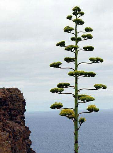 Weird Trees, Magical Tree, Tree Houses, Unique Trees, Agaves, Nature Tree, Tree Hugger, Tree Forest, Tree Leaves