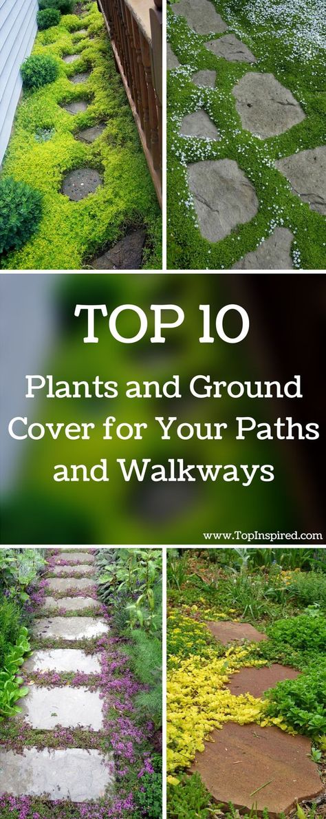 Beautiful and green #walkways are an integral part of every garden. #backyardliving #gardeninspiration Backyard Hacks, Outdoor Walkway, Walkways Paths, Ground Cover Plants, Have Inspiration, Garden Pathway, Garden Cottage, Ground Cover, Diy Backyard