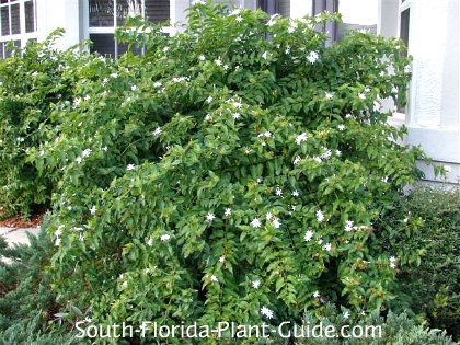 Downy Jasmine Downy jasmine is a charming, fluffy shrub with bright white blossoms on and off all year. Jasmine Shrub, Zone 10 Plants, Landscape Shrubs, White Flowering Shrubs, Florida Flowers, Florida Landscape, Florida Plants, Jasmine Plant, Florida Gardening