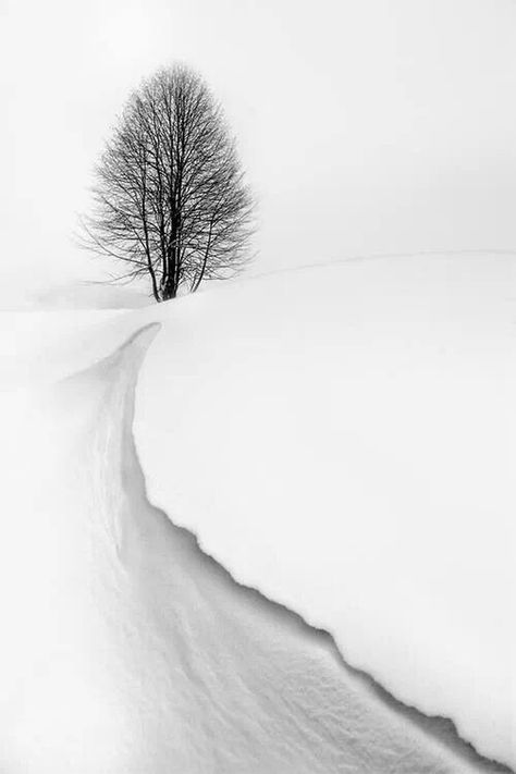 Snow Era Victoria, Winter Szenen, Lone Tree, 수채화 그림, Winter Scenery, Winter Beauty, Foto Art, Snow Scenes, Winter Wonder