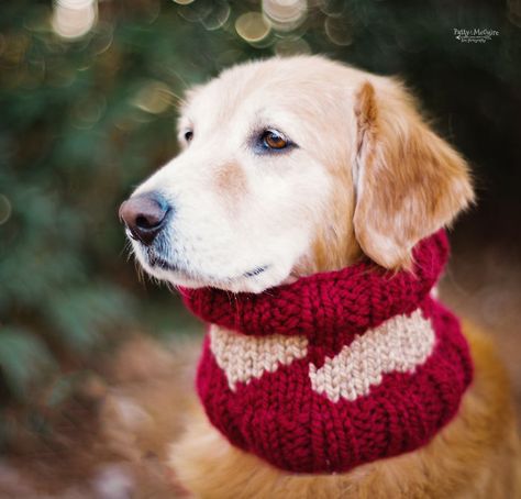 Valentine’s Day Knitting For Dogs | Bored Panda Valentine Knitting, Snood Knitting Pattern, Winding Yarn, Trendy Knitting, Dog Snood, Knitted Heart, Knitting Machine Projects, Scarf Knitting, Scarf Knitting Patterns