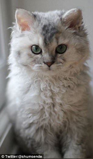 Origins: The Selkirk Rex breed originated in Montana in 1987 after a rescue cat delivered a litter that included one cat with unusually curly-hair Poodle Cat, Curly Haired Cat, Grey Cat Breeds, Fluffy Cat Breeds, Curly Cat, Selkirk Rex, Orange Kittens, Grey Pictures, Rex Cat