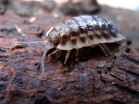 BugBlog: The common woodlouse Woodlice, Types Of Monkeys, Wolf Kids, Pill Bug, Sea Mammal, Garden Bugs, Nocturnal Animals, Big Animals, Arthropods