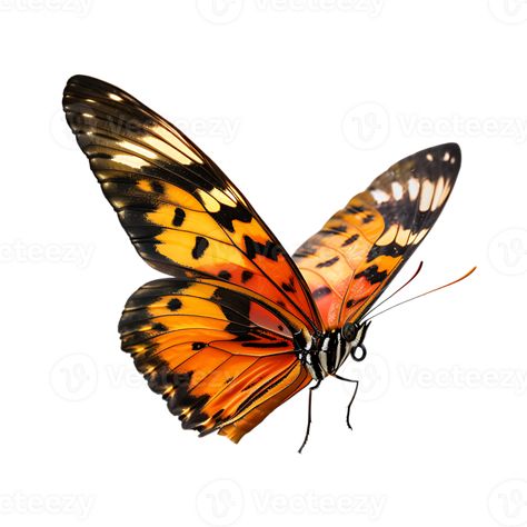 Butterfly in flight isolated against a transparent background Butterflys Flying Drawings, Now She Flies With Butterflies, Catching Butterflies Illustration, Butterfly Transformation Illustration, Butterfly In Flight, Butterflies In Flight, 480x800 Wallpaper, Tree Saw, Heart Tree