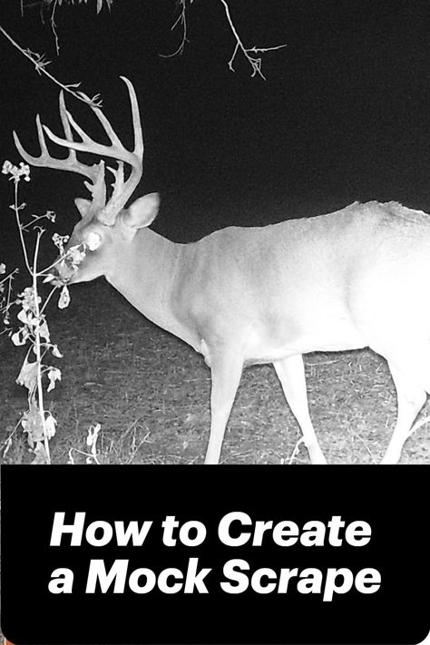 Looking for another way to increase your chances of success on that big buck this season? Check out our post on how to create a mock scrape. Buck Hunting, Whitetail Deer Hunting, Bow Season, Big Buck, Whitetail Bucks, Martha Hunt, Come Soon, Deer Hunters, Wildlife Habitat